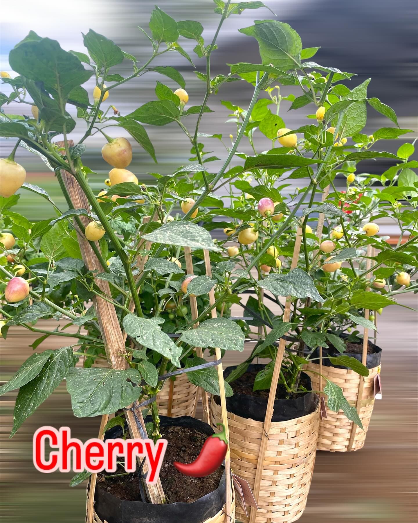 Chilli — view 1