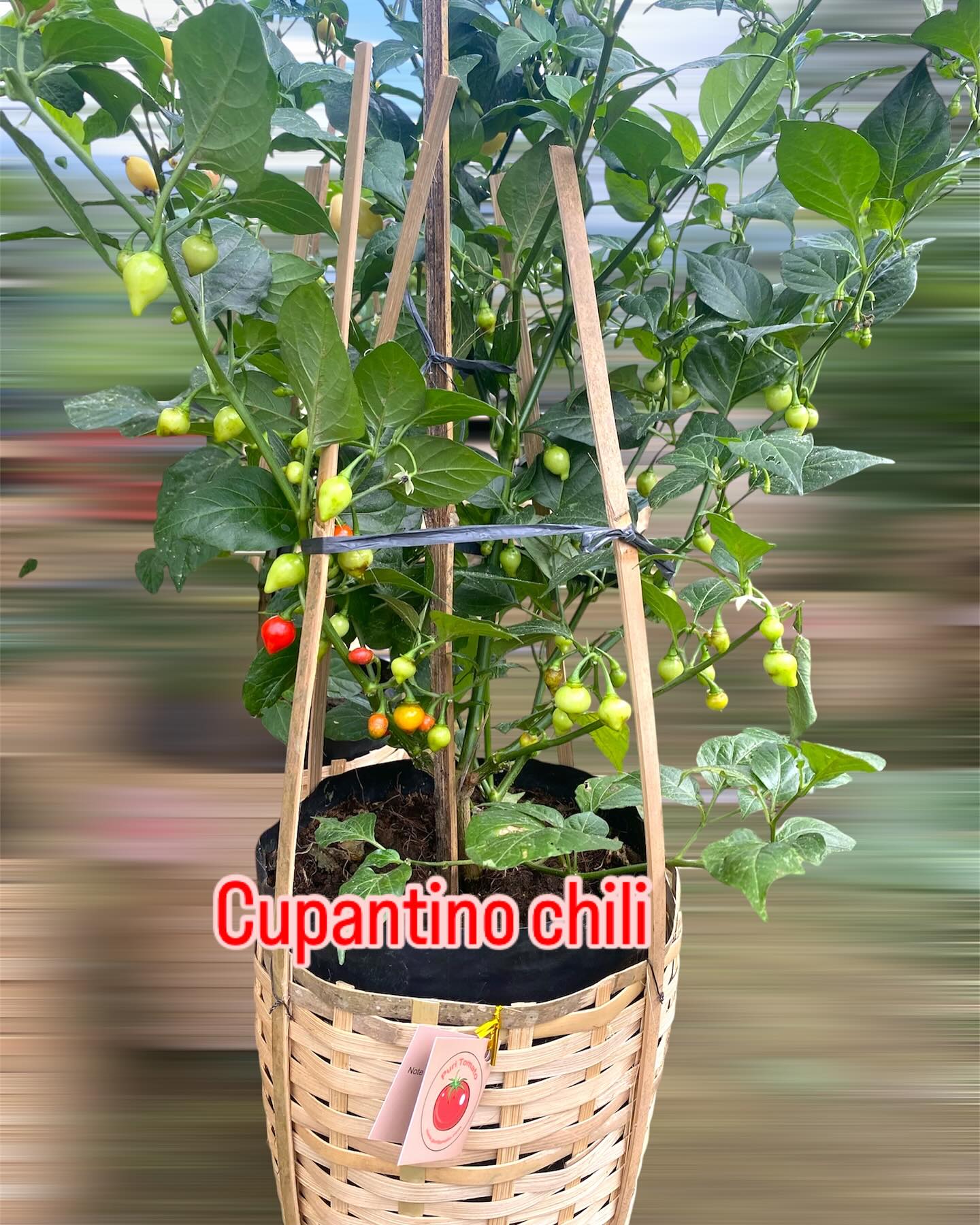 Chilli — view 2