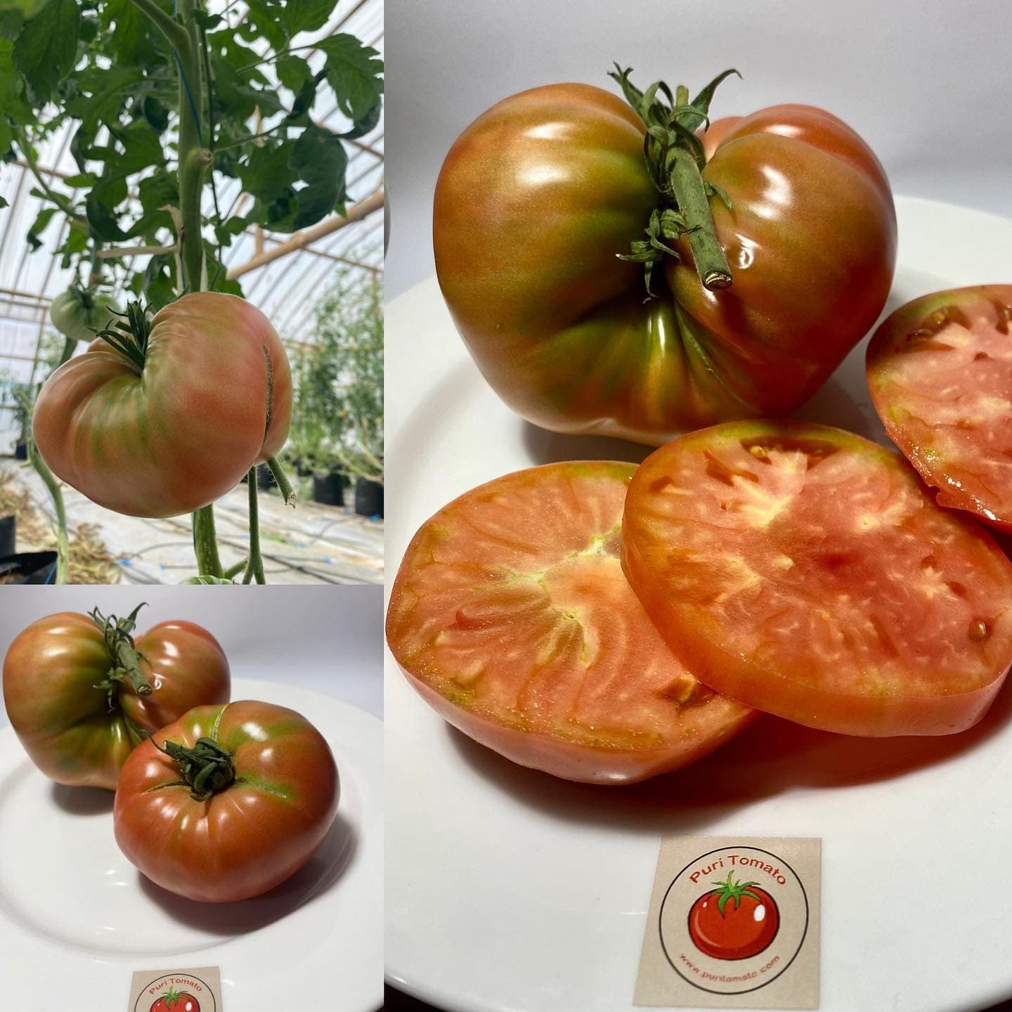 Tomatoes