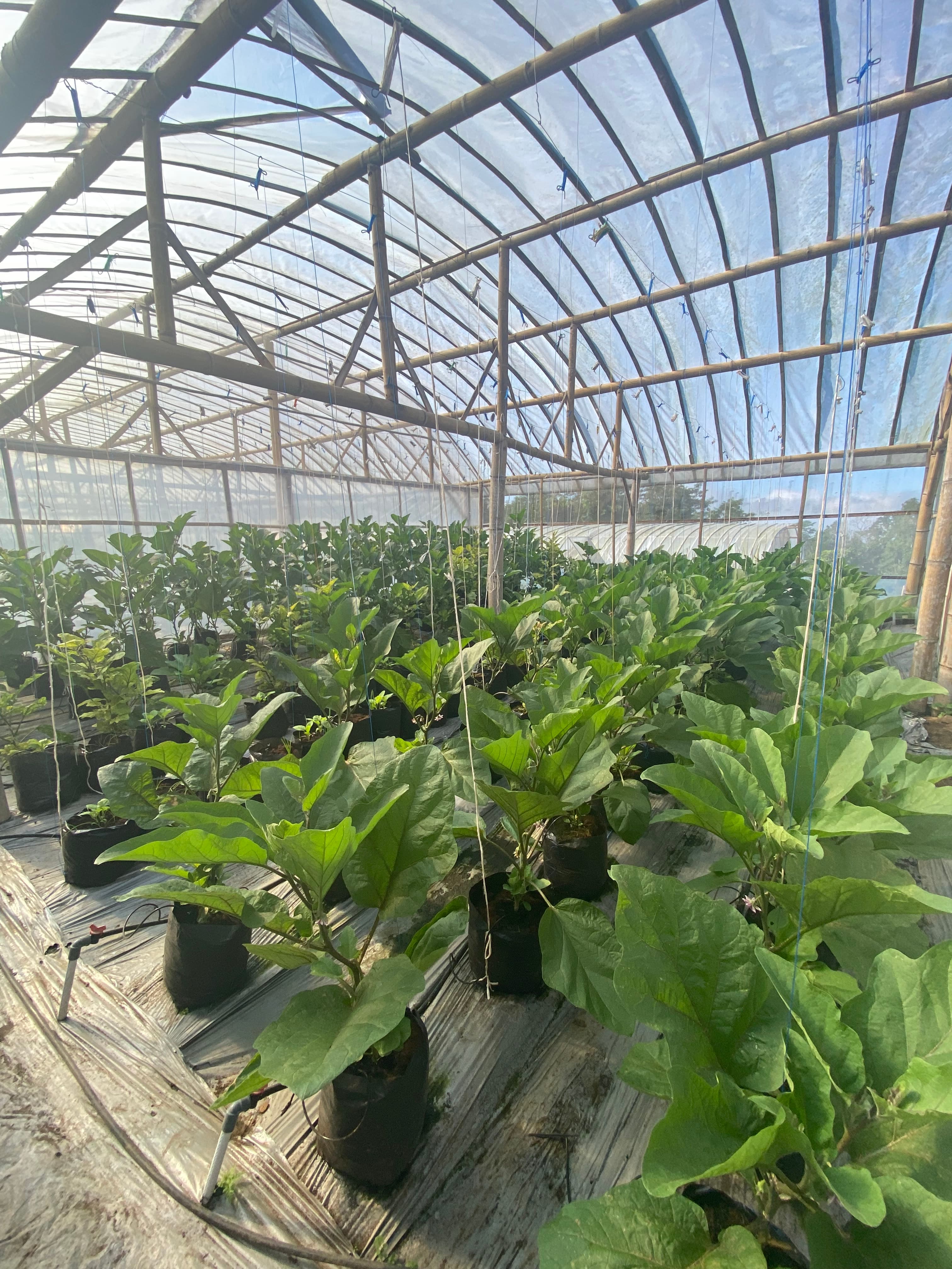 Hydroponic growing systems at the farm