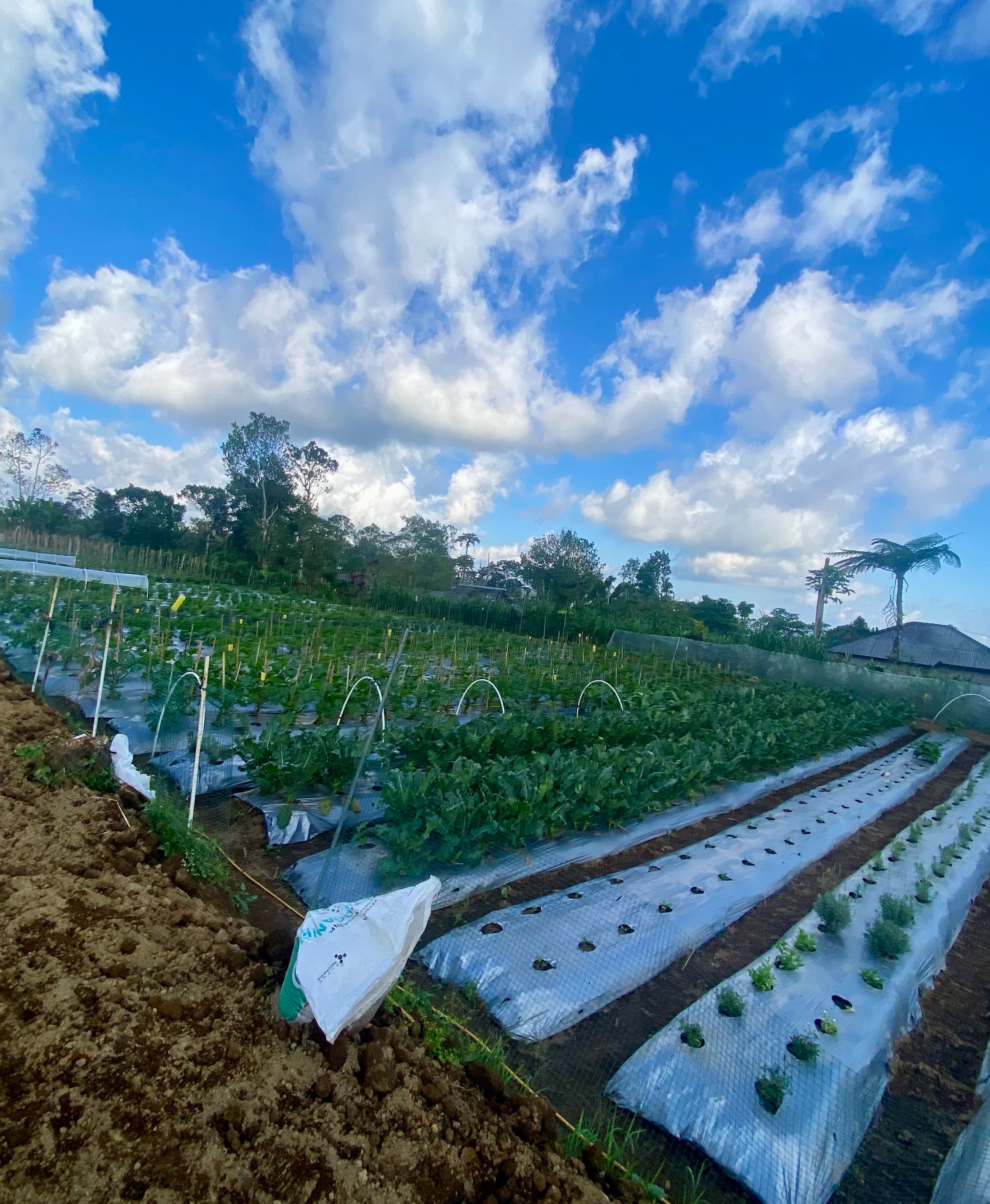 Organic plots in the Baturiti highlands
