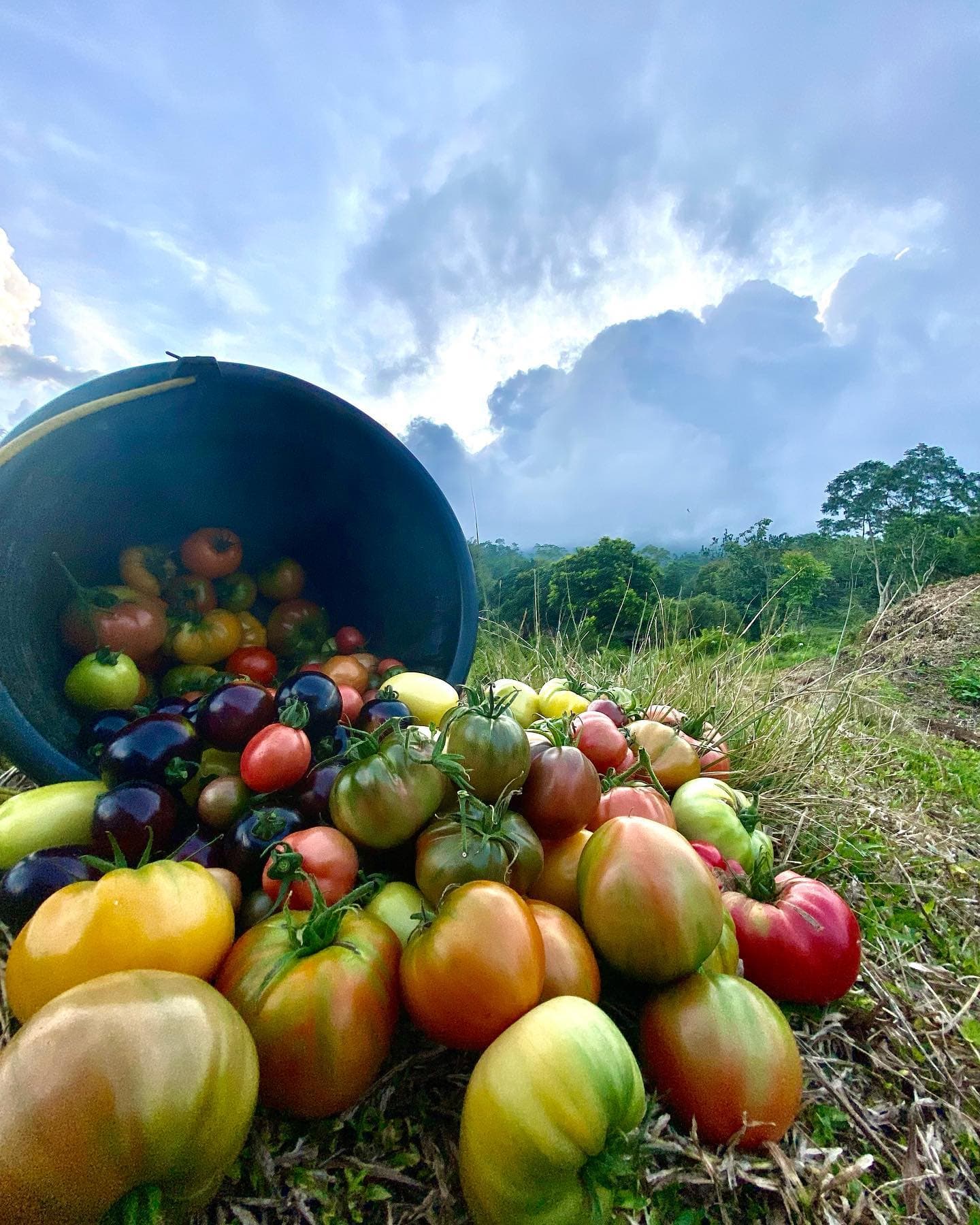 Heirloom tomatoes freshly harvested in the Baturiti highlands