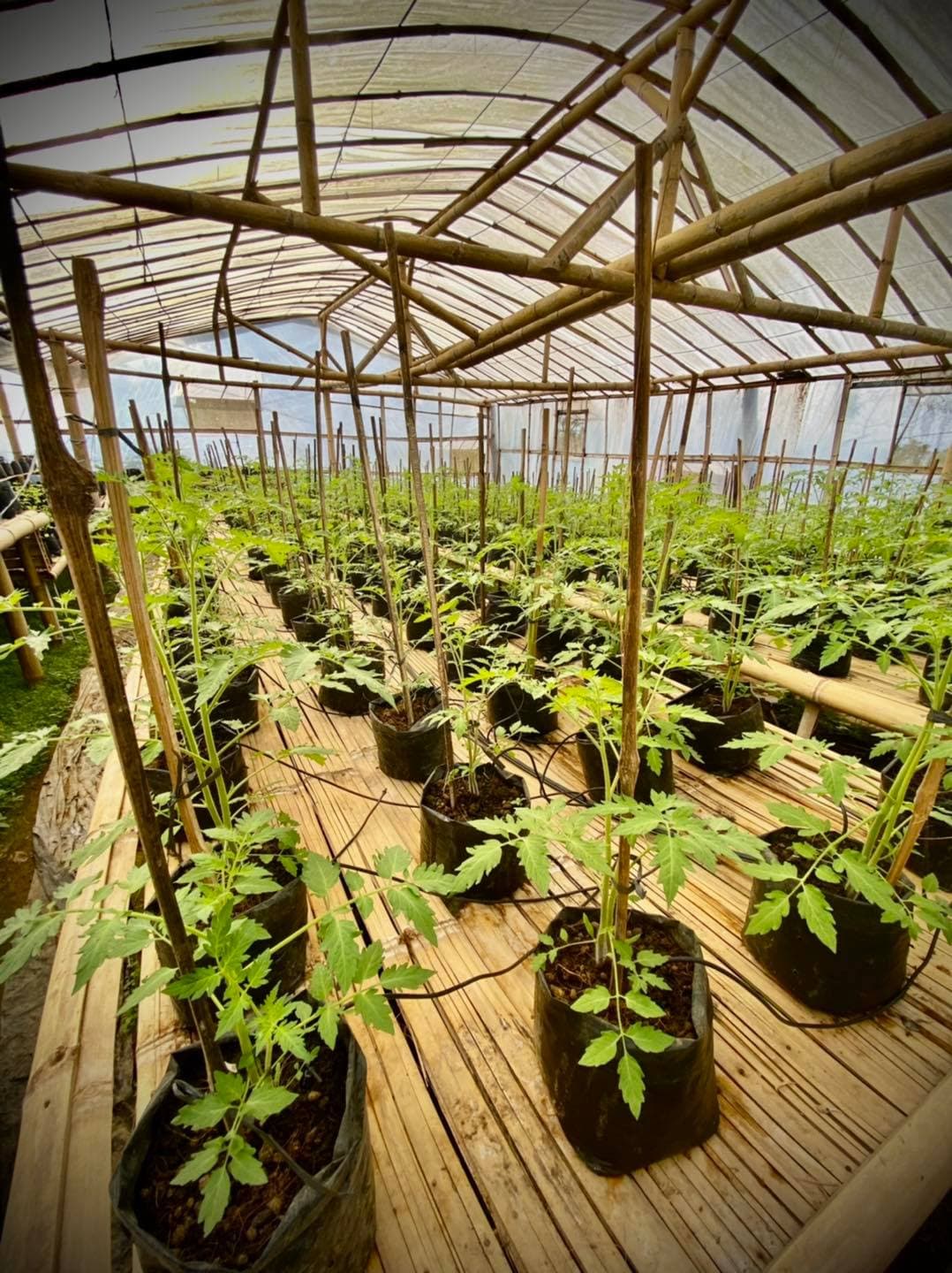 Heirloom seedlings raised on the farm
