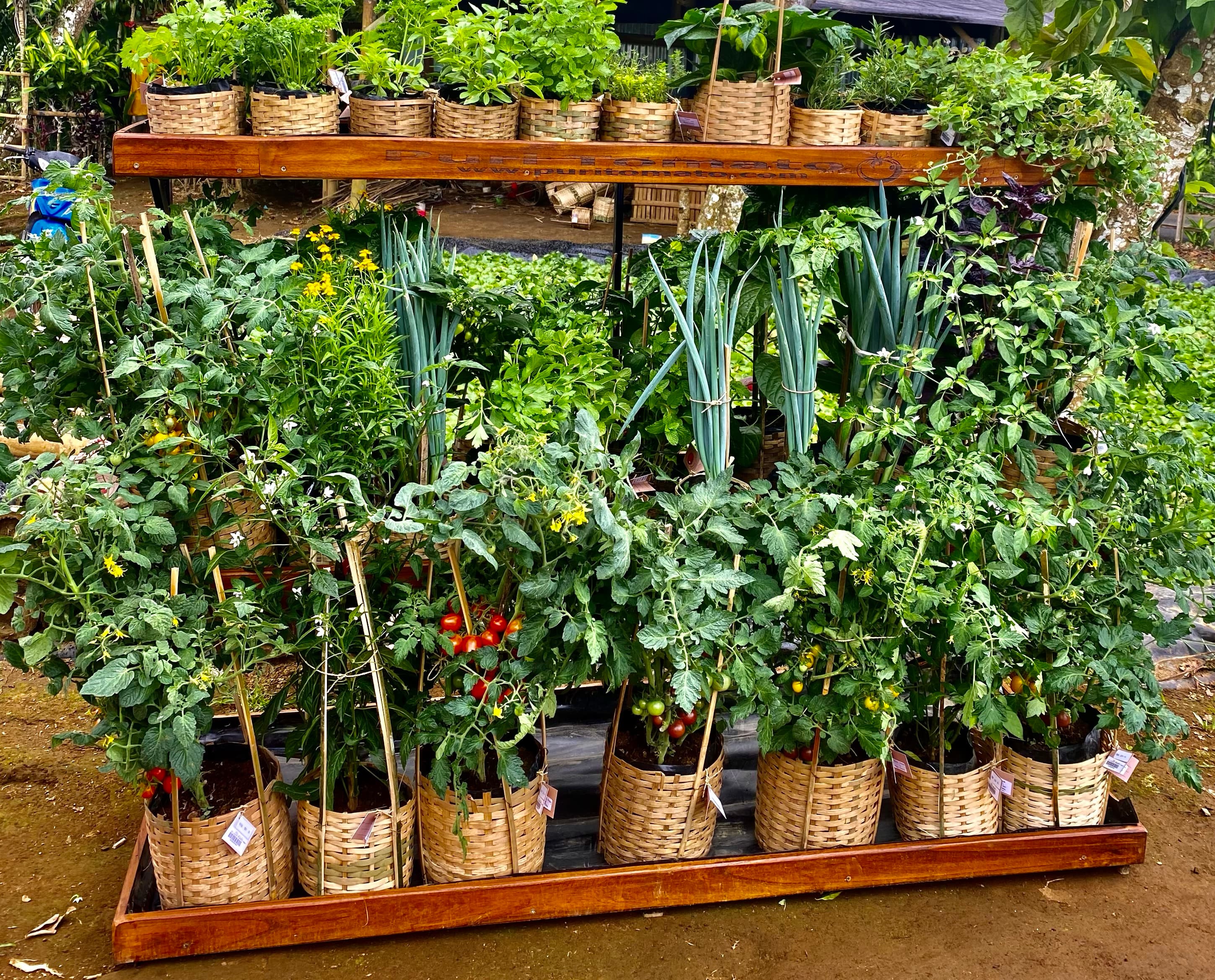 Conventional potted plants at the highland farm